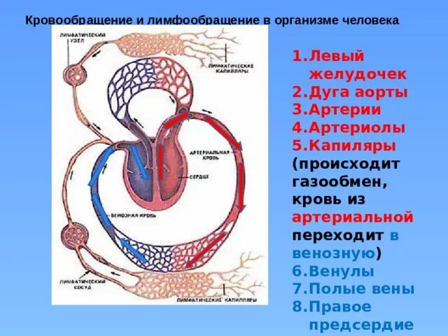 Сосудистая система лимфообращение 8 класс. Система кровообращения и лимфообращения. Схема крово и лимфообращения. Схема связи кровообращения и лимфообращения. Роль кровообращения в организме