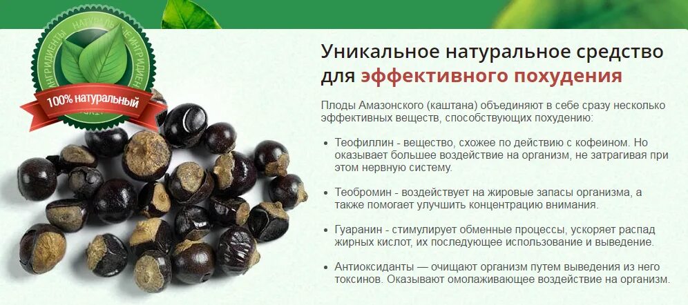 Плоды каштана съедобного. Каштан орех горький. Каштаны польза и вред для организма. Съедобные каштаны печеные. Каштаны польза и вред для организма.