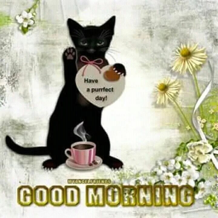 Доброе утро смешные картинки. Черный кот пьет кофе. Доброе утро чпрный коти. Черный кот доброе утро. Черный кот доброе утро.