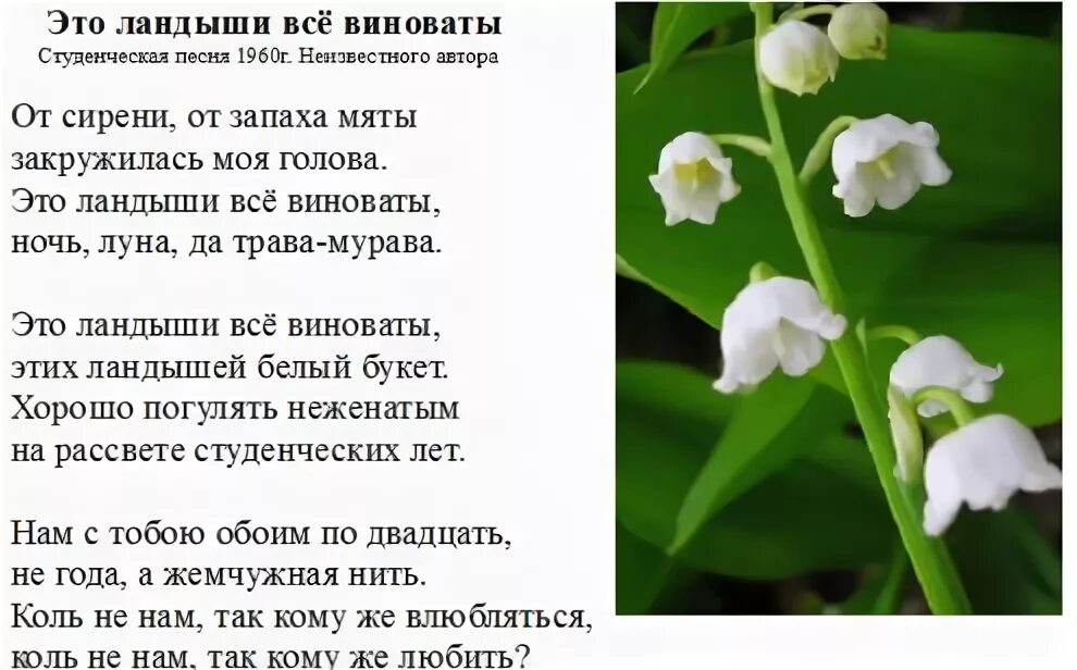 Песни со словом я подарю тебе ландыши. Стихотворение о весенних цветах. Ландыши ландыши песня. Текст песни ландыши. Песни со словом я подарю тебе ландыши.