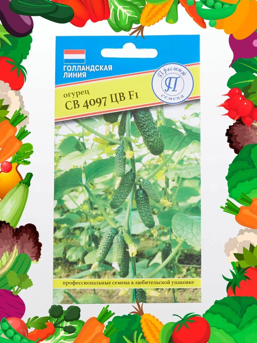 Огурец св 4097 цв f1 5шт seminis/садовита ц. Огурец св 4097 цв f1. Огурцы сорт св 4097. Огурец sv4097cv семинис. Огурец св 4097 цв f1, 5шт.