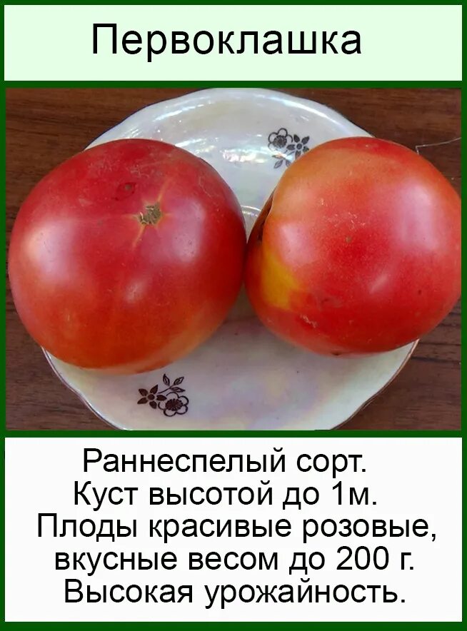 Сорт томата первоклашка. Томат первоклашка семена. Юбилейная гавриш томаты. Семена гавриш томат взрыв 0,1 г. Томат первоклашка характеристика.