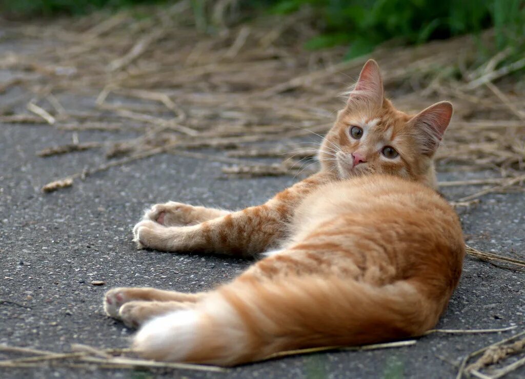 Рыжий кот вперед. Рыжий дворовый кот. Рыжий кот на улице. Кот сидит спиной. Рыжий кот вперед.