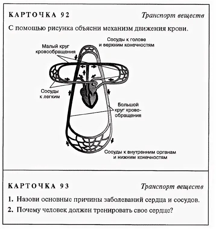 Карточки биология 8 класс. Карточки по биологии. Дидактические карточки по биологии. Карточки по биологии 8 класс. Карточки задания по биологии.