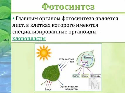 Основная ткань листа образует органические вещества