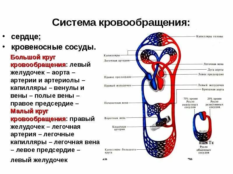 Кровообращение органов и тканей