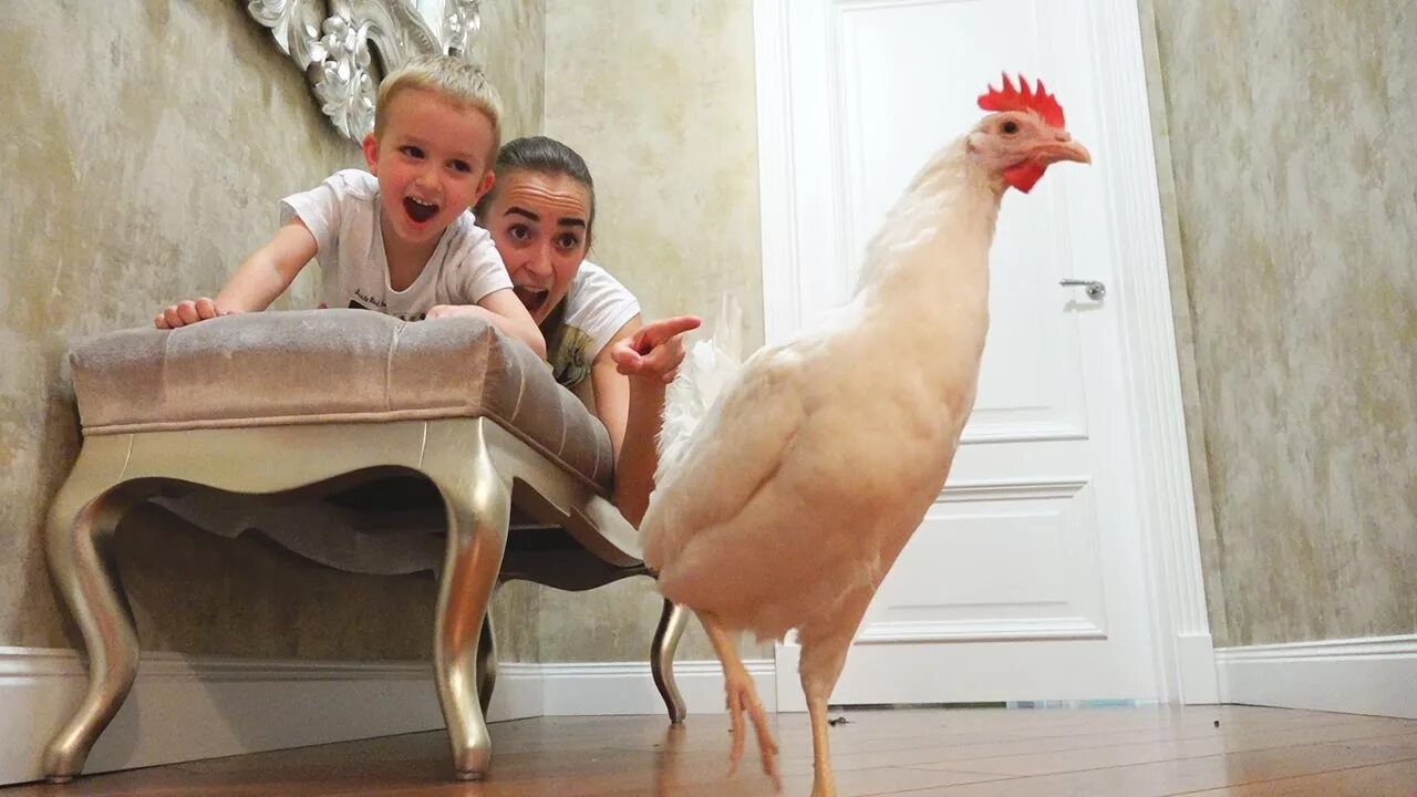 Курочка в руках. Курица живет дома. Петухи домашние. Живая курица в квартире. Курица живет дома.