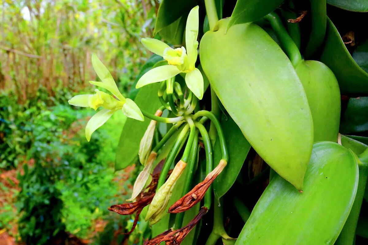 Vanilla plants. Орхидея ваниль плосколистная. Мадагаскарская ваниль. Орхидея ваниль стручки. Орхидея Ванилла.