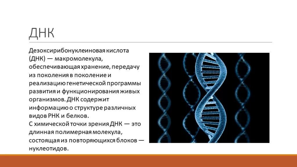 ДНК. ДНК определение. Расшифровка молекулы ДНК. ДНК для презентации.