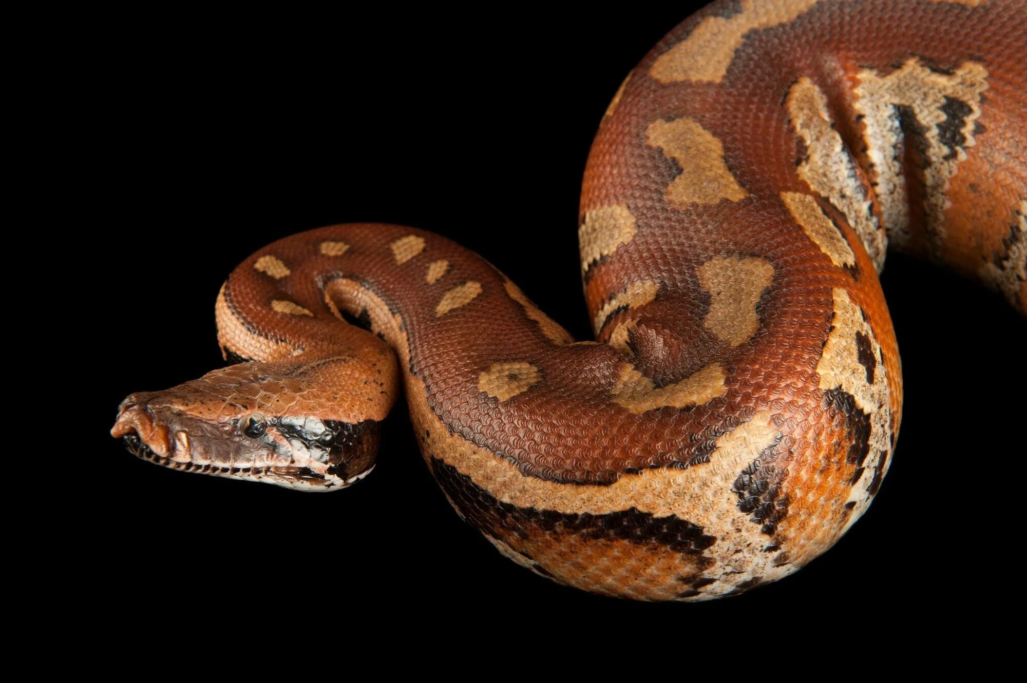 Large python