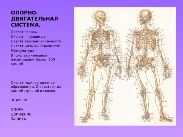 Опорно двигательная система скелет верхней конечности. Скелет туловища верхних и нижних конечностей. Скелет головы туловища и конечностей. Строение скелета туловища.