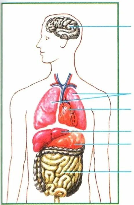 Макет строения внутренних органов человека. Макет строение тела человека. Основные внутренние органы человека. Органы человека рисунок. Внутренние органы человека без подписей.