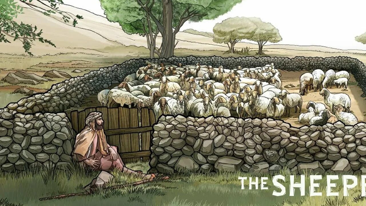 There is sheep in the. There is sheep in the