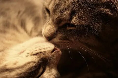 Cat's love