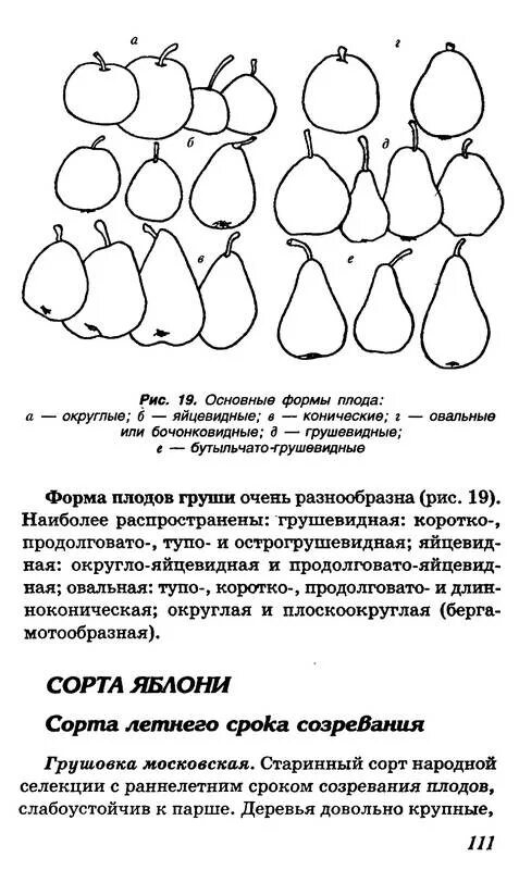 Парша на яблоне. Типы плодов яблоко. Формы плодов яблони. Классификация яблонь по срокам созревания. Груша вид плода.