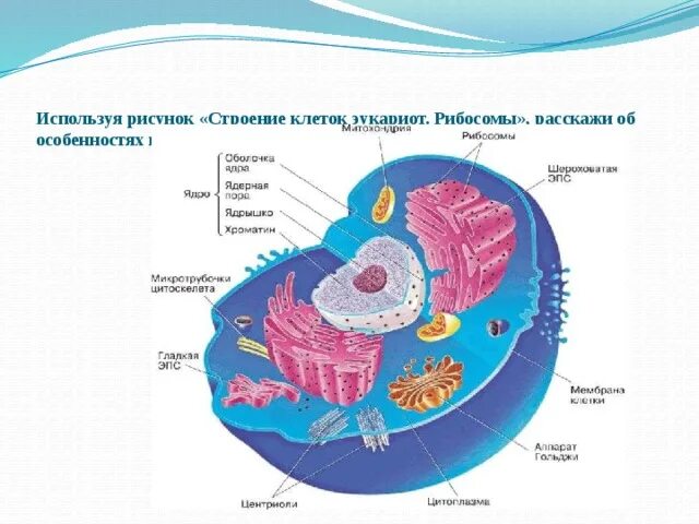 На рисунке изображена эукариотическая клетка в определенной. На рисунке изображена эукариотическая клетка в определенной