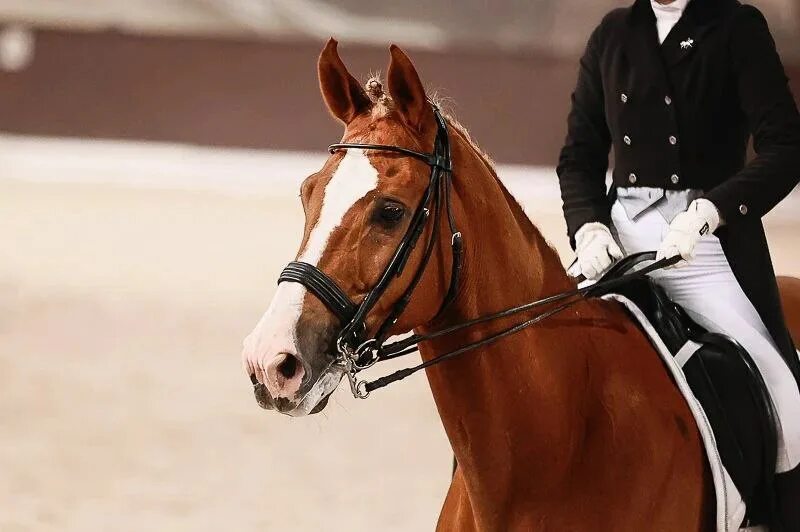 кск сокорос сокольники. сокорос конно-спортивный клуб. кск урожай. кск сокольники. манеж кск урожай.