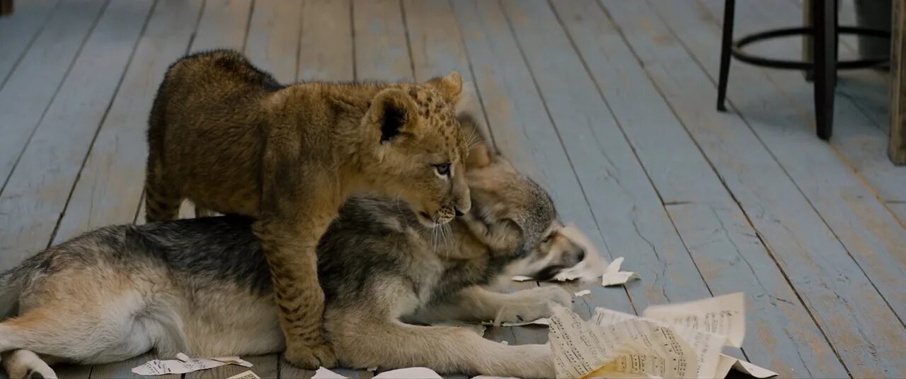 Волк и лев / Le loup et le lion 2021, Семейный, WEB-DL 1080p Локализованная верс