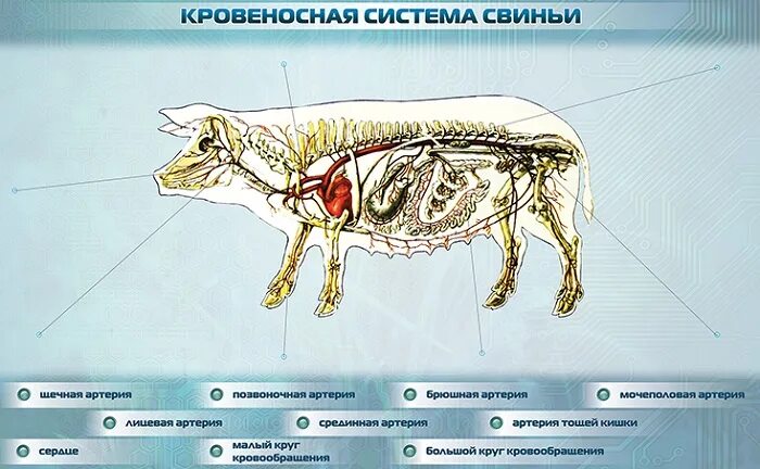 Сонная артерия у свиней где находится. Кровеносная система поросенка схема. Кровяная система свиньи. Анатомия свиньи кровеносная система. Строение кровеносной системы свиньи.