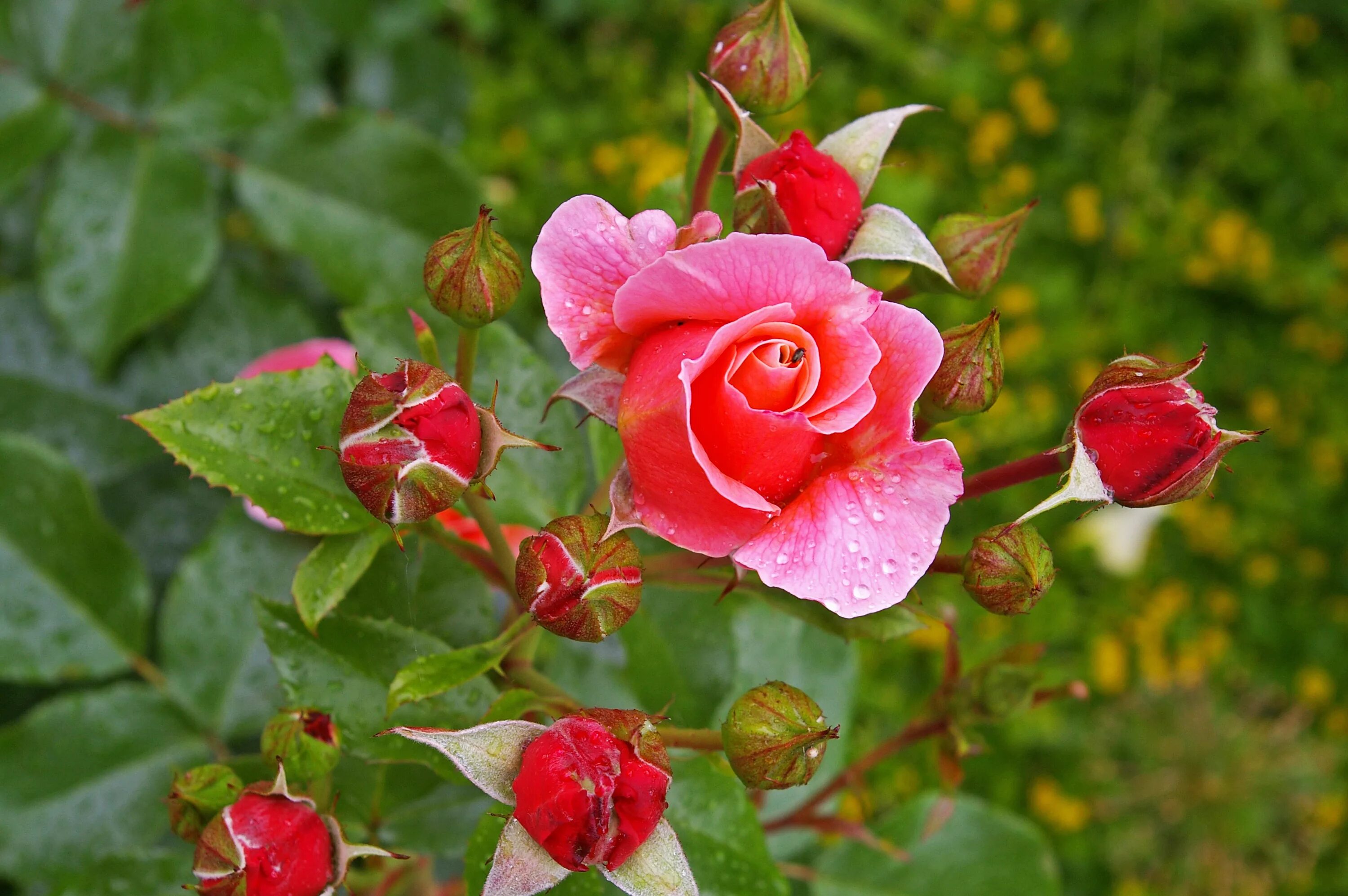 Какие розы цветут всю лета. Шиповник красный куст. Розы шиповник на кусте. Шиповник Роуз розы.