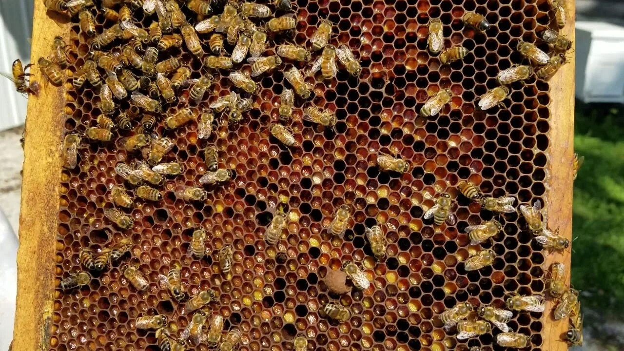 Перга рамка. Перга пчелиная. Перга пчелиная в сотах. Перга в сотах. Как выглядит перга в сотах.