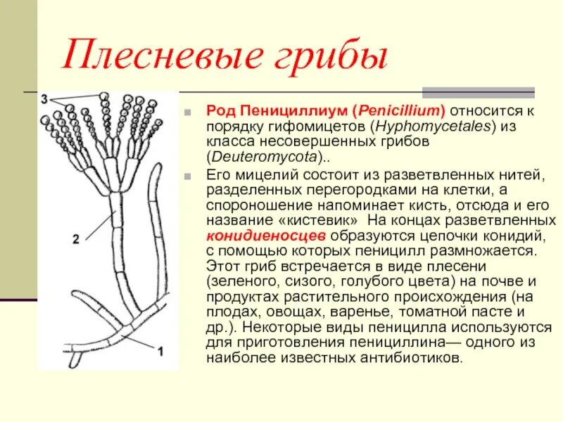 Чем строение пеницилла отличается от строения. Пенициллиум строение. плесневый гриб пенициллиум.. мицелий пеницилла. плесневые грибы презентация.