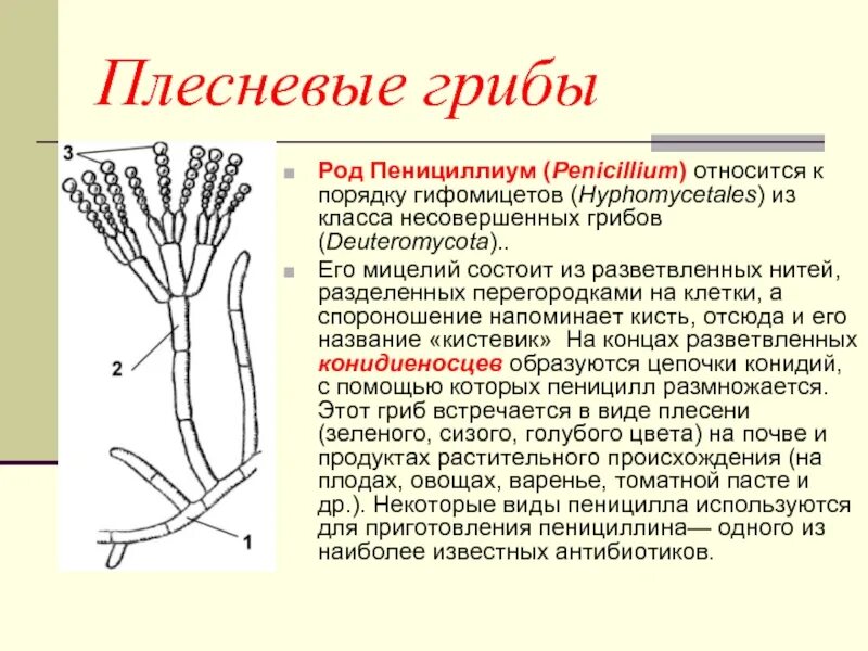 Чем строение пеницилла отличается от строения. Пенициллиум строение. Плесневый гриб пенициллиум.. Мицелий пеницилла. Плесневые грибы презентация.