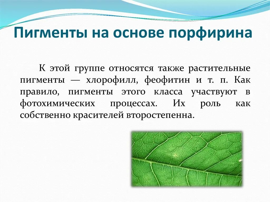 Какой растительный пигмент не образуется. Пигменты на основе порфирина. Пигменты растений презентация. Порфирин биологическая роль. Презентация пигменты листа.