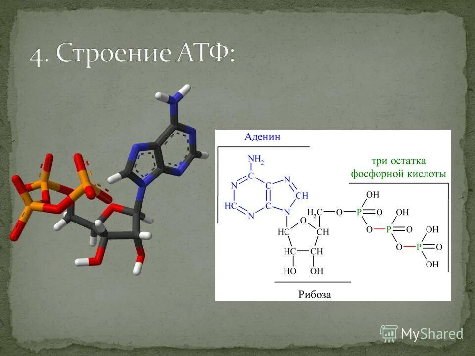 Полимерное строение АТФ. АТФ аденозинтрифосфорная кислота. Строение макромолекулы АТФ. Строение молекулы АТФ.