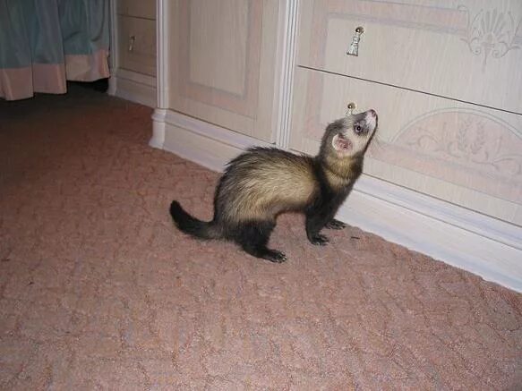 необычные домашние животные. домашние животные для квартиры. какое домашнее можно завести в квартире. необычные домашние животные. какое домашнее можно завести в квартире.