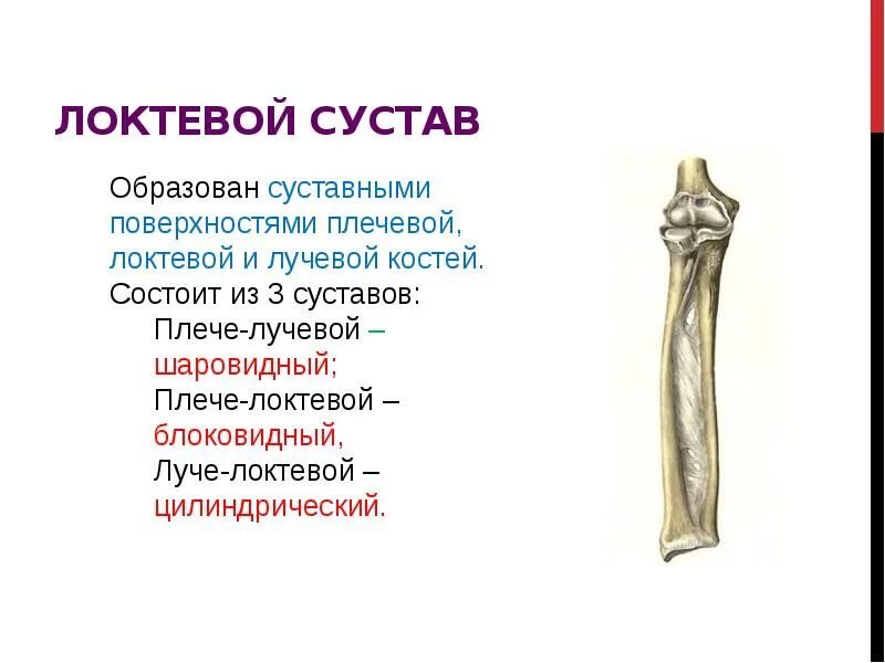 Какими суставами образован локтевой сустав