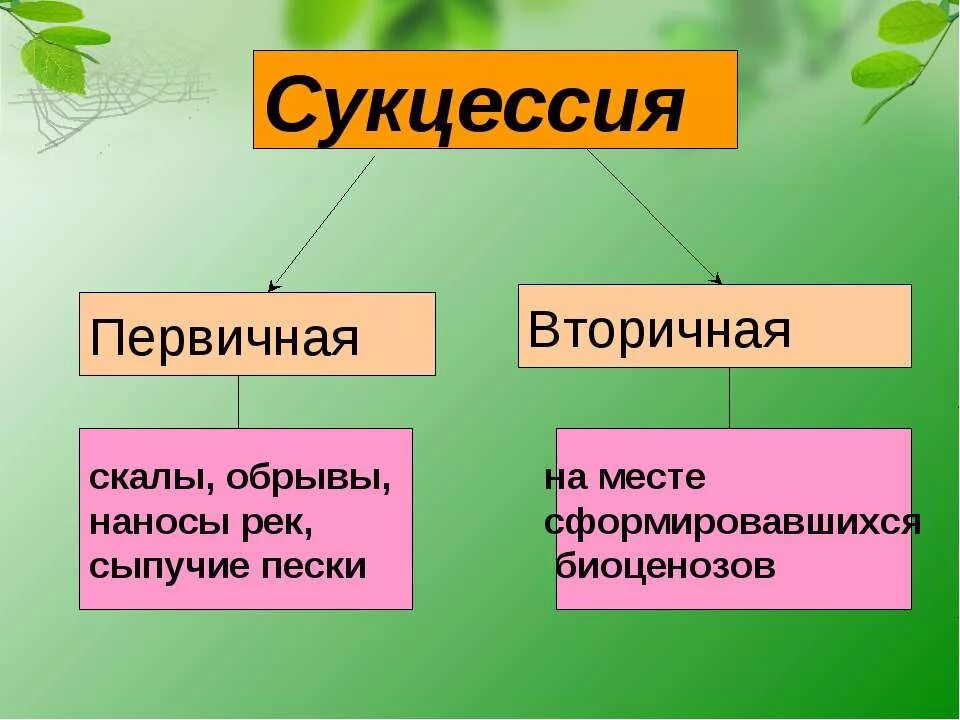 Первичная и вторичная сукцессия. Сукцессия в логопедии. Экологическая сукцессия. Сукцессия естественная и искусственная.