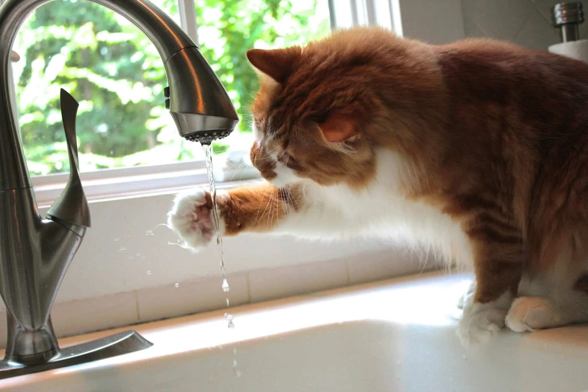Кот пьет из под крана. Кошка умывается. Коты пьют воду из крана. Кошка под краном. Кошки пьют лапой