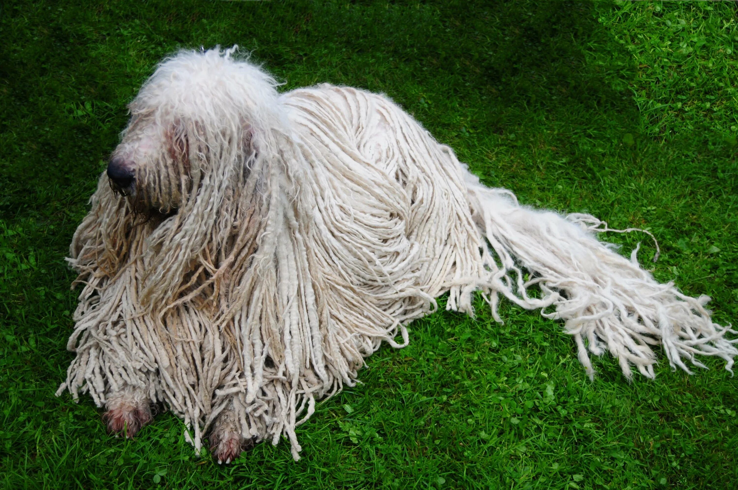 Зверь с длинной шерстью. Венгерская овчарка. Афганская овчарка белая. Собака с длинной шерстью. Порода собак с длинной шерст.ю.