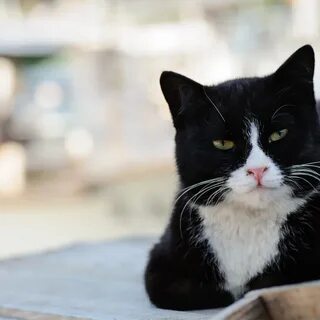Красивый черно белый кот