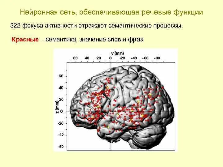 Функции речевой памяти. Память локализация в мозге. нейроанатомической карты.. нейроанатомическая база процесса консолидации памяти.