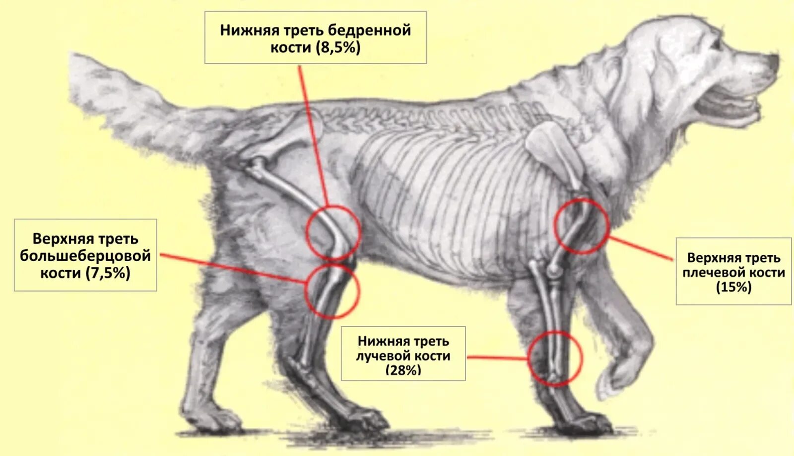 Где у собаки железы. Трансмиссивная венерическая опухоль собак. Остеосаркома кости у собаки.