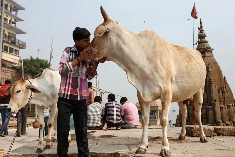 Корова в индии. Священная индийская корова. Корова в индуизме. Корова в индуизме. Коровы на улицах индии.