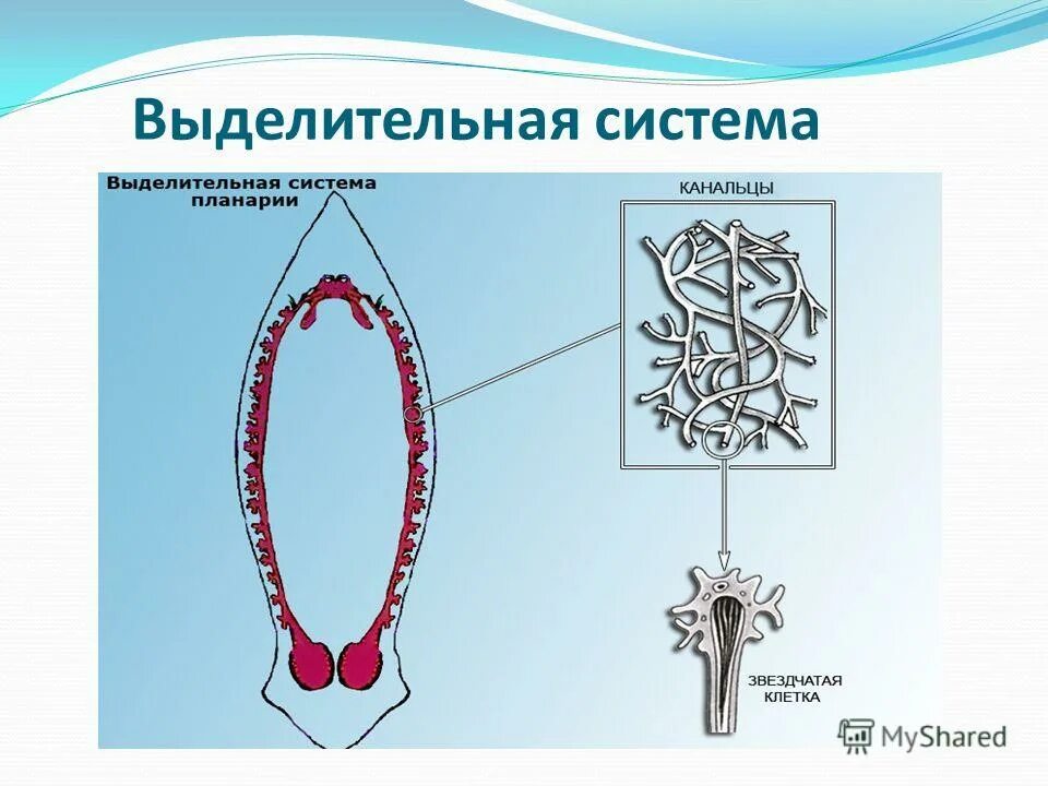 Выделительная система кишечнополостных. Выделительная система кишечнополостных гидра. эволюция выделительной системы у кишечнополостных. выделительная система кишечнополостных червей.
