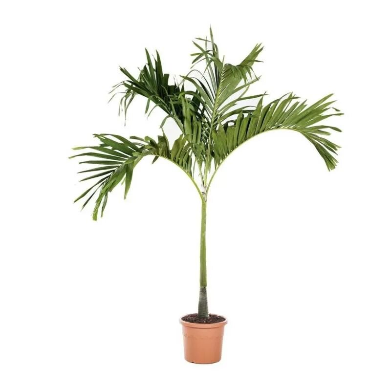 Комнатное растение название пальмы. Пальма Вейтчия Мерилли. Пальма желтолистая. Пальма Аракела. Пальма халидарема.