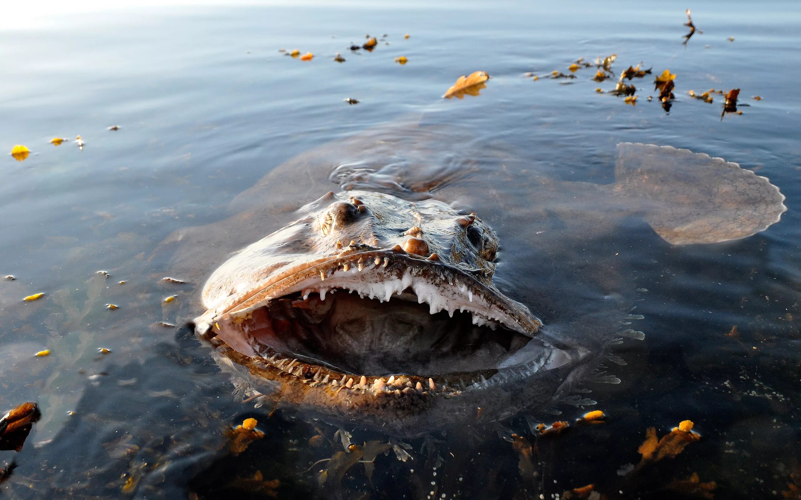 Морской черт в Баренцевом море. Морской удильщик. Рыба-удильщик Баренцево море. Морские чудовища рыба удильщик. Мы вышли к озеру