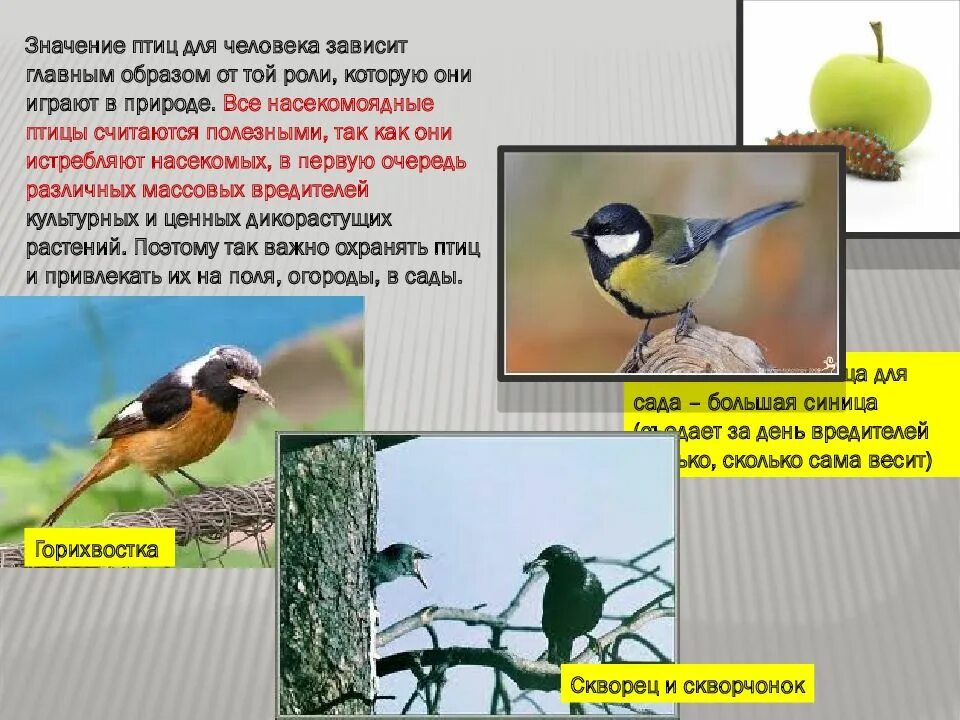 Значение птиц для человека. Роль птиц в природе. Роль насекомоядных птиц. Роль птиц в жизни человека. Что означает птица в доме