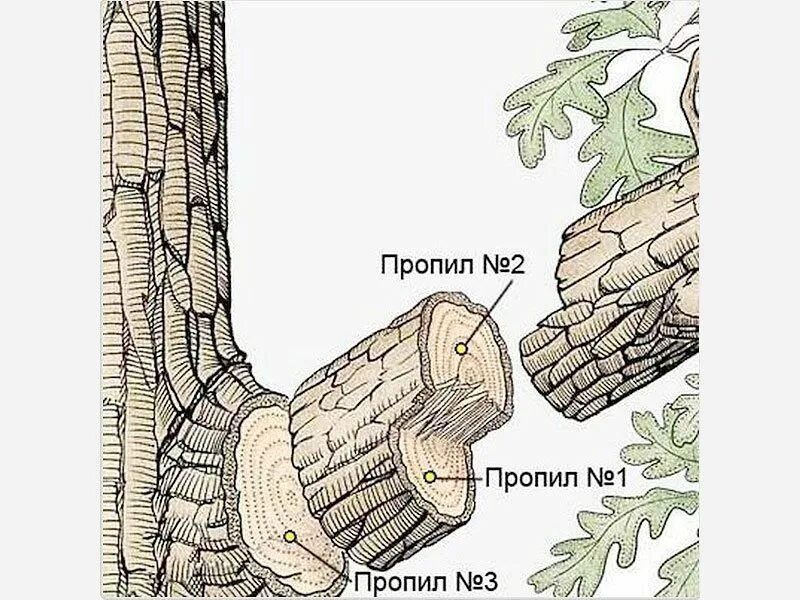 Как правильно спилить ветки. Спил веток плодовых деревьев на кольцо. Как правильно спилить ветки. Как правильно валить дерево. Правила обрезки яблонь весной.