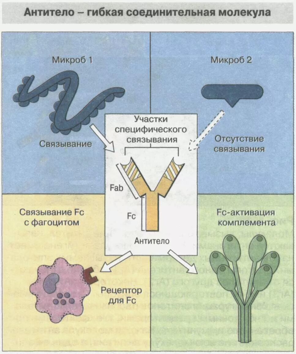 Повышенное содержание антител и фагоцитов. Повышенное содержание антител и фагоцитов