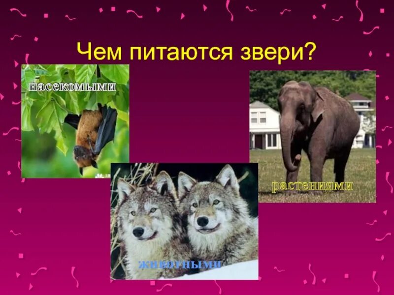 Как животные питаются 3 класс окружающий. Чем питаются звери. Кто такие звери. Кто такие звери презентация. Звери картинки для детей с названиями.