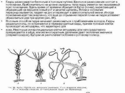 Начинает размножаться