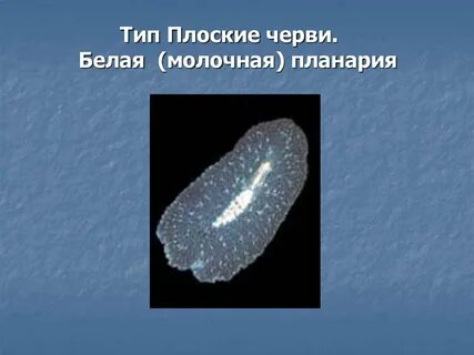 Плоские черви симметрия