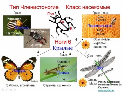Членистоногие насекомые примеры