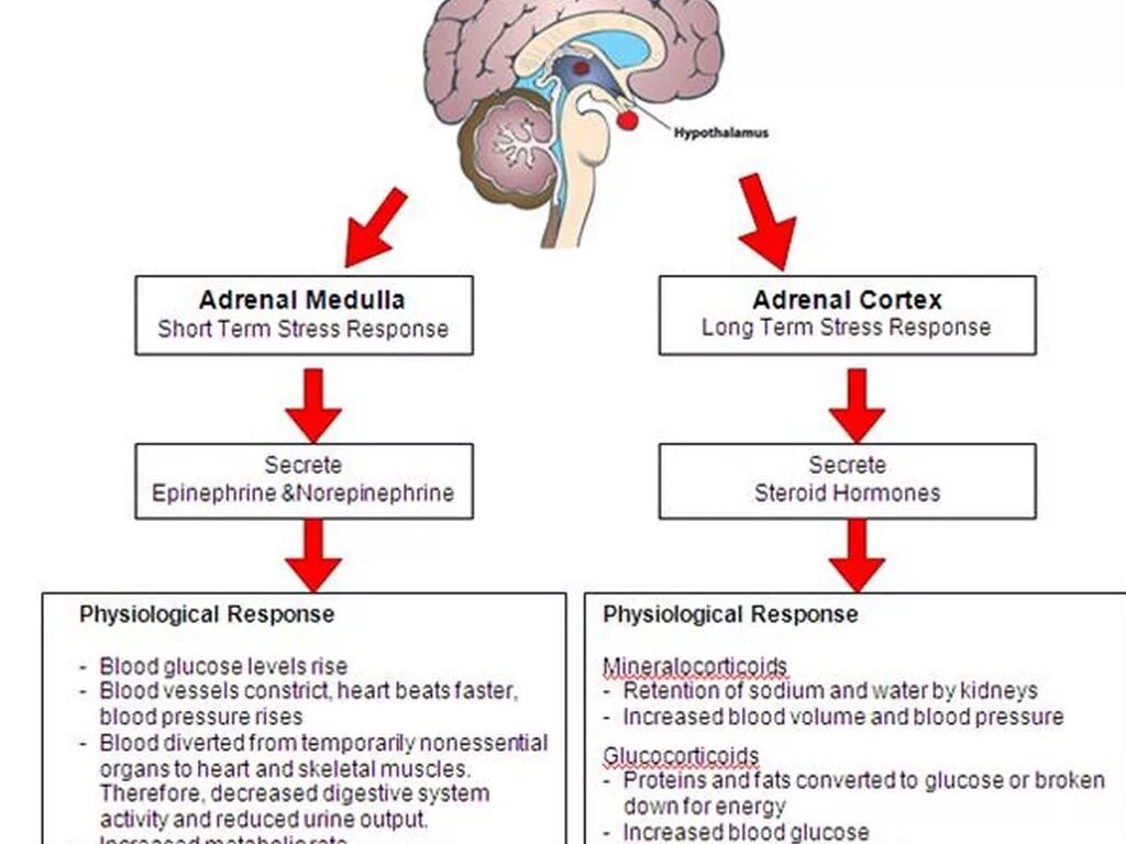 Flight response. Stress response. fight or flight response. physiological response to stress. стресс мозг.