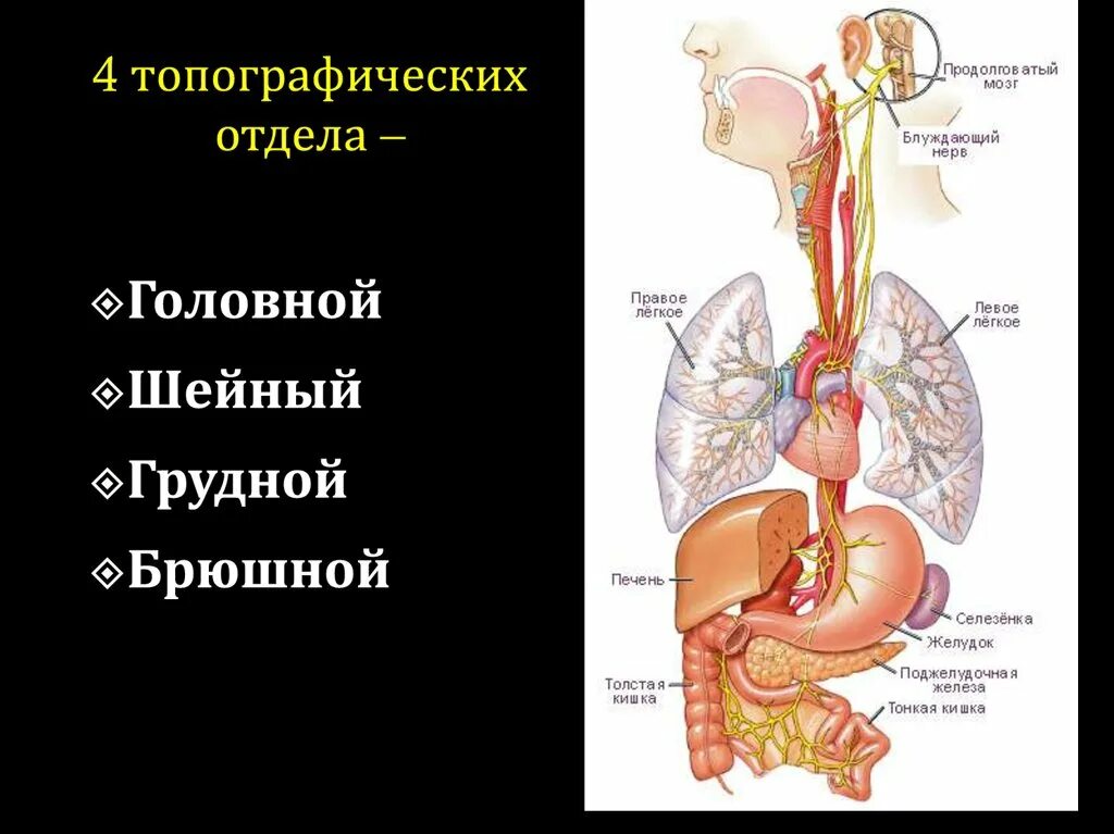 Блуждающий нерв. Блуждающий нерв брюшной отдел. Топография блуждающего нерва. Блуждающий нерв отделы и ветви.